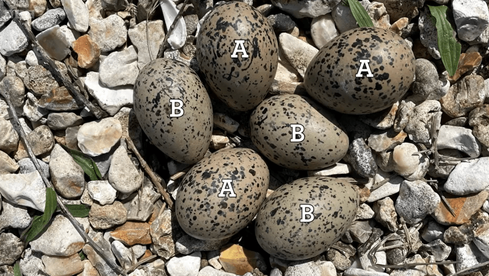 It was unusual for the nest to have six eggs rather than the typical three