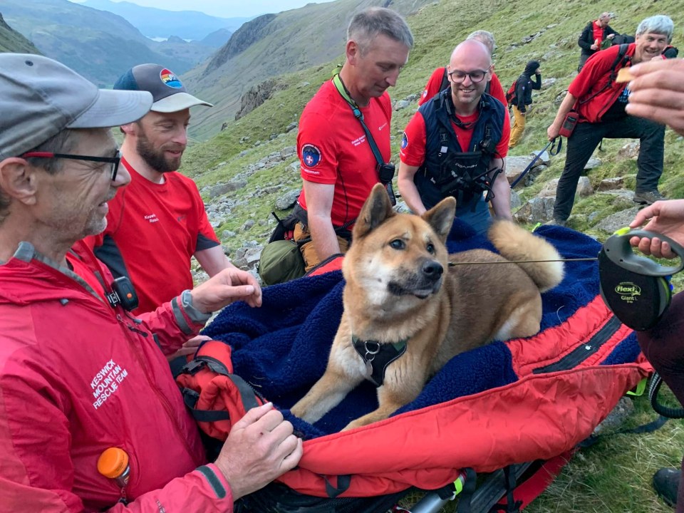 Rocky the Akita was rescued from Scafell Pike after it was too exhausted to walk back down