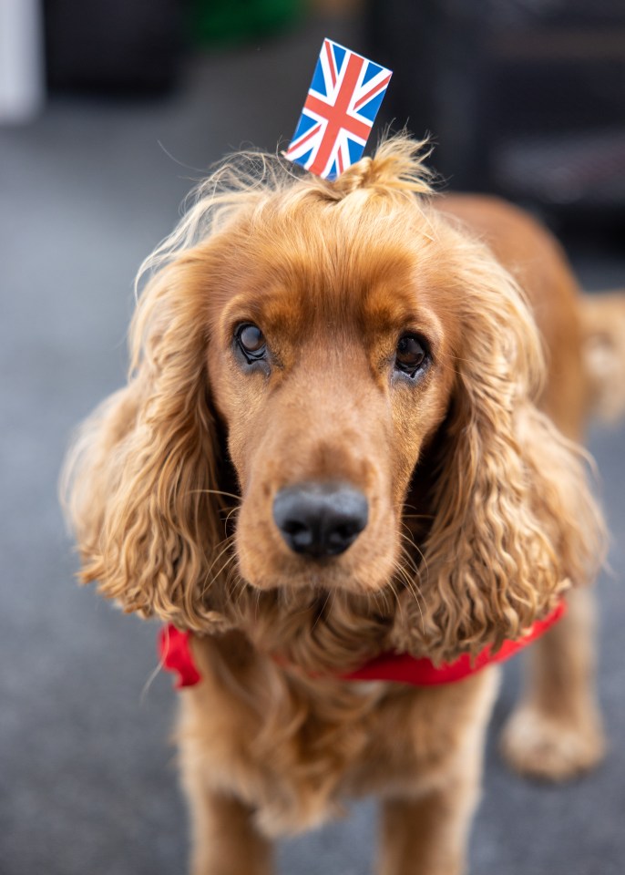 Dogs could become overwhelmed with the huge crowds