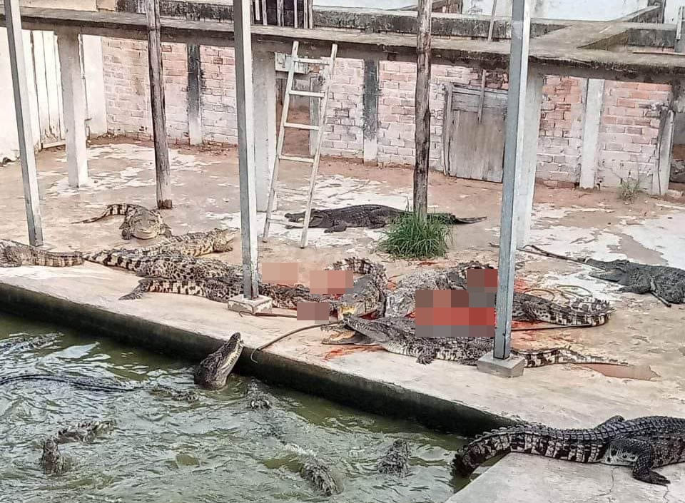 The farmer had been trying to goad one of the crocodiles with a stick when he was dragged in