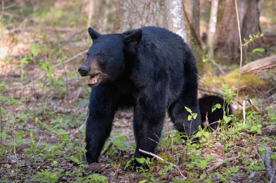 A black bear like the one which attacked Laurel-Rose