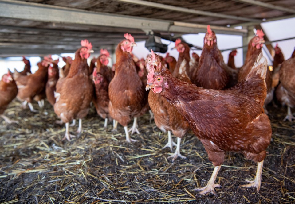 Bird flu has been detected in two poultry workers in England