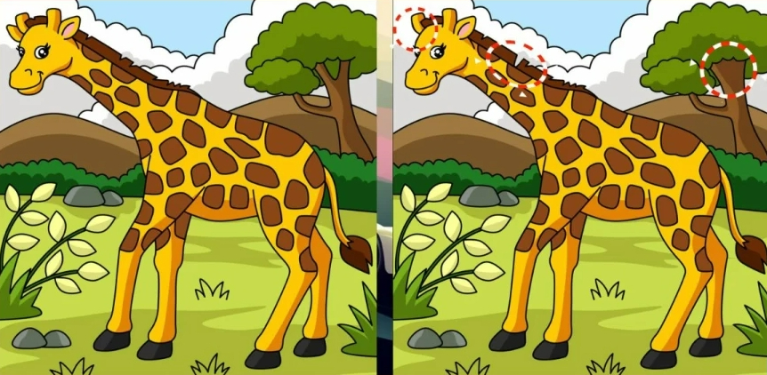 Spotted in the giraffe's horns, mane and the tree behind