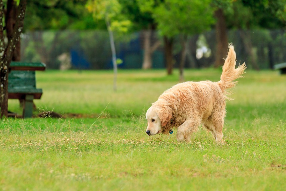 Dogs should not be let off the lead, a vet in Sydney warns