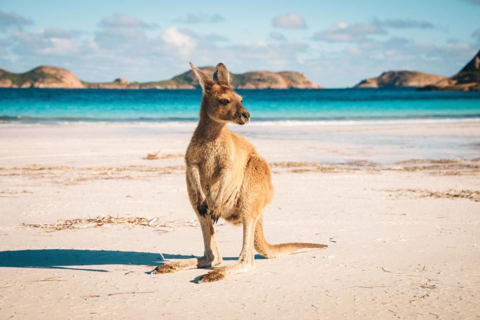 Lucky Bay in Australia was named the best beach in the world