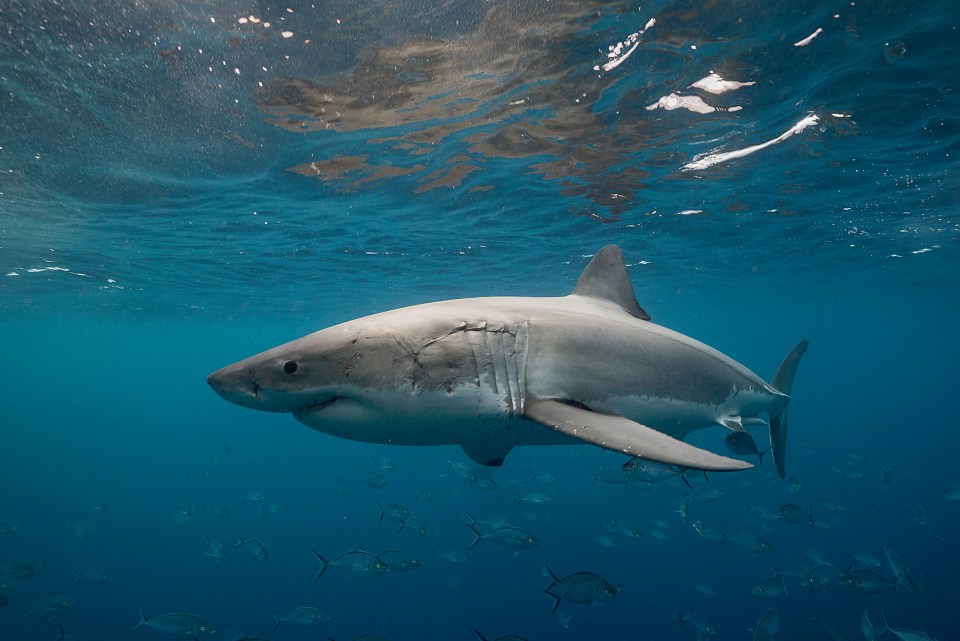 A man is believed to be dead after a shark attack in South Australia