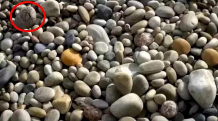 The crab has attached itself to a rock of the same colour