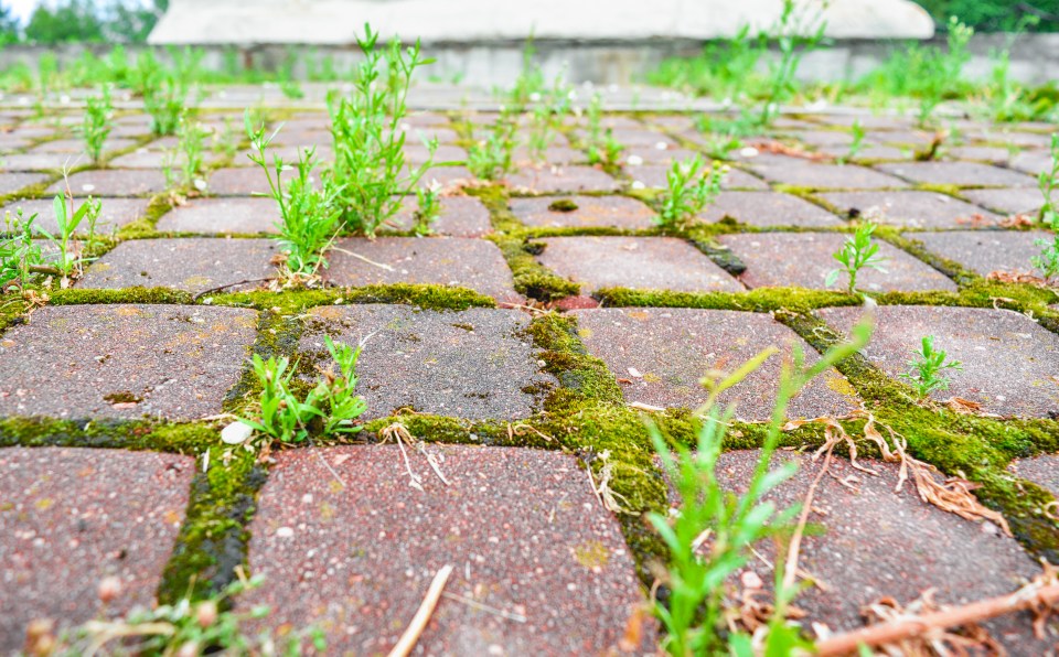 Gardening whizz Fiona Jenkins revealed her cheap trick to tackle moss - and you've probably already got everything you in need in your kitchen