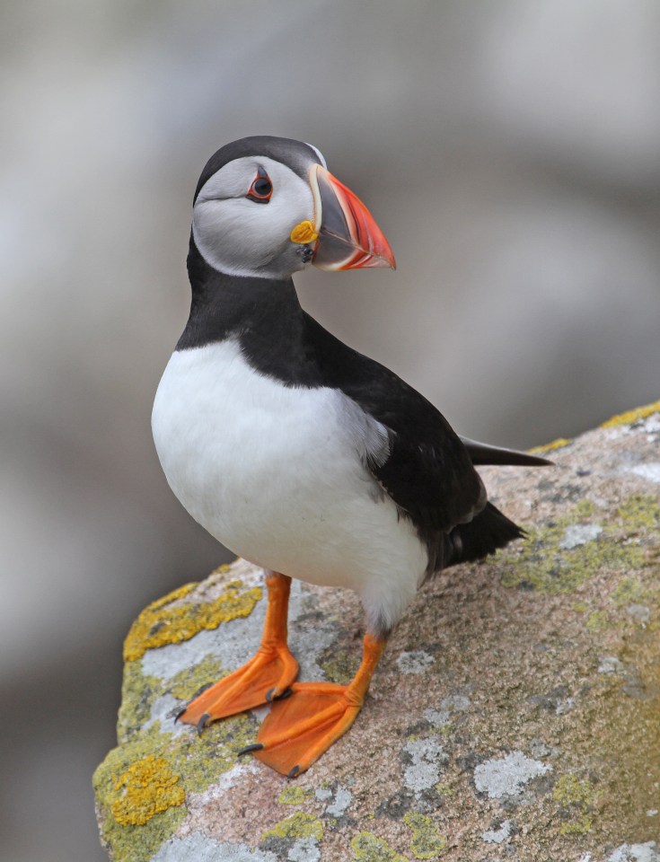 Visit the puffins which can be spotted bobbing in the sea or on The Humps sandbanks