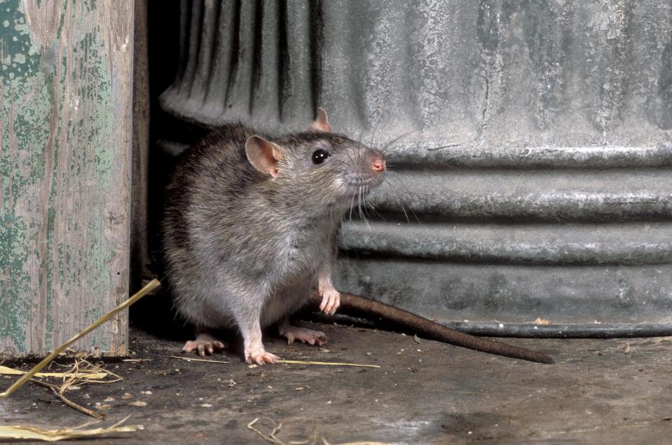 This rat is one of 150million who call the UK home