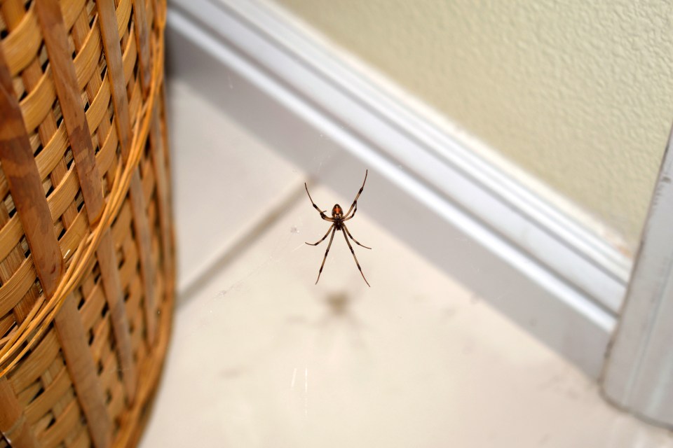 There are cheap and easy ways to spider-proof your home