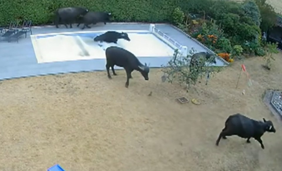 The animals caused £25,000 worth of damage to the pool and garden