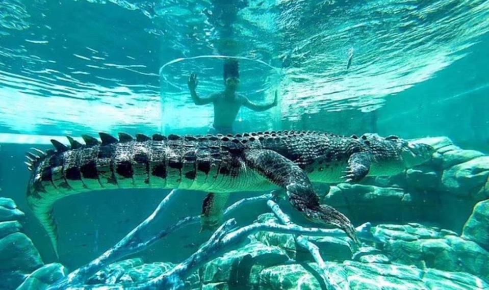 A former member of staff said it was the first time a crocodile attacked an employee