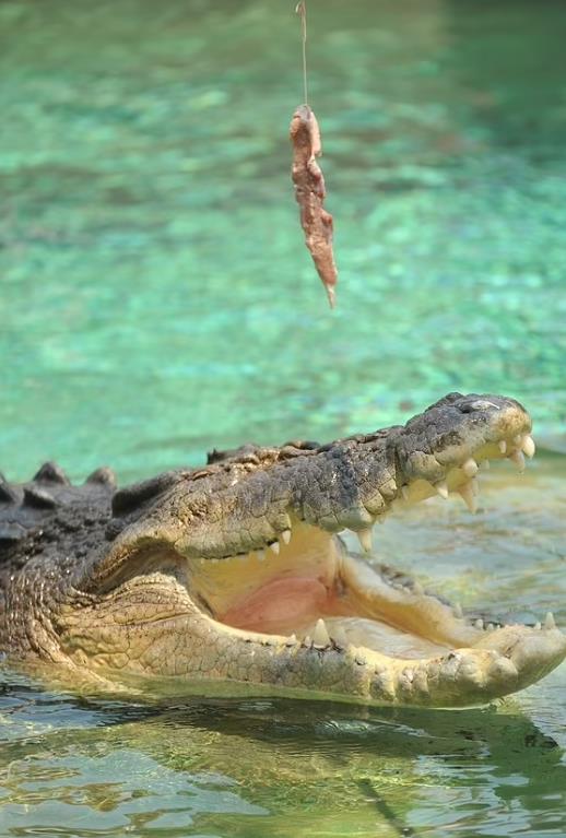 A female keeper was savaged by the saltwater croc Leo