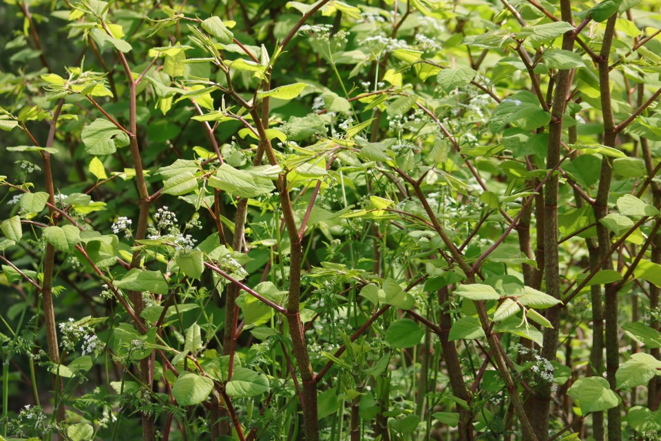 Japanese knotweed is a highly invasive plant