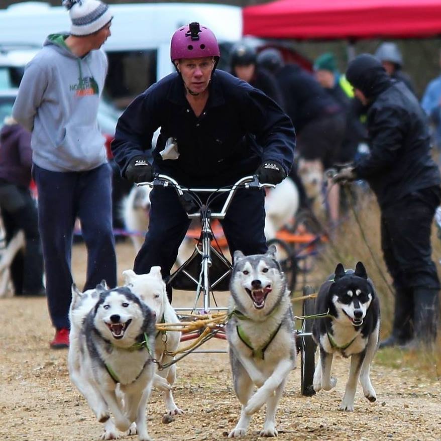 The dogs were used for husky racing