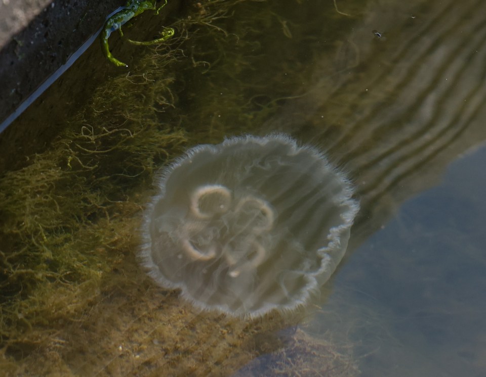 The stretch of the Bristol Channel between the Gower Peninsula and North Devon can become a jellyfish hotspot at this time of year