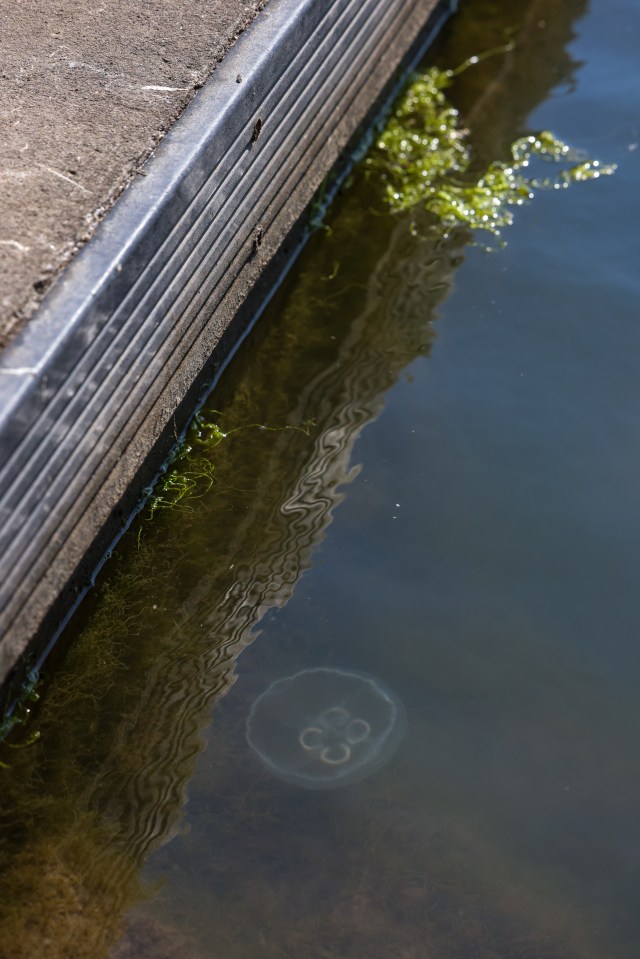 Marine experts say the jellyfish should not be too much of a danger - yet do sting