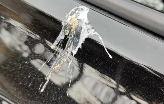 The ugly splotch of bird boo before the driver wiped it