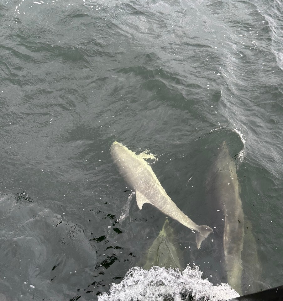 Marine mammals are frequently spotted travelling up and down the west coast of Scotland