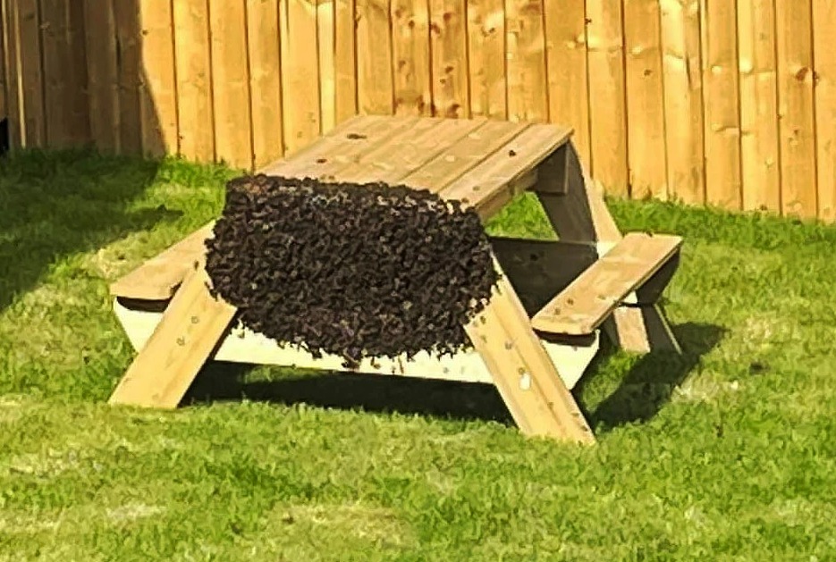 A huge swarm of bees form around a garden table at a house in Scarborough