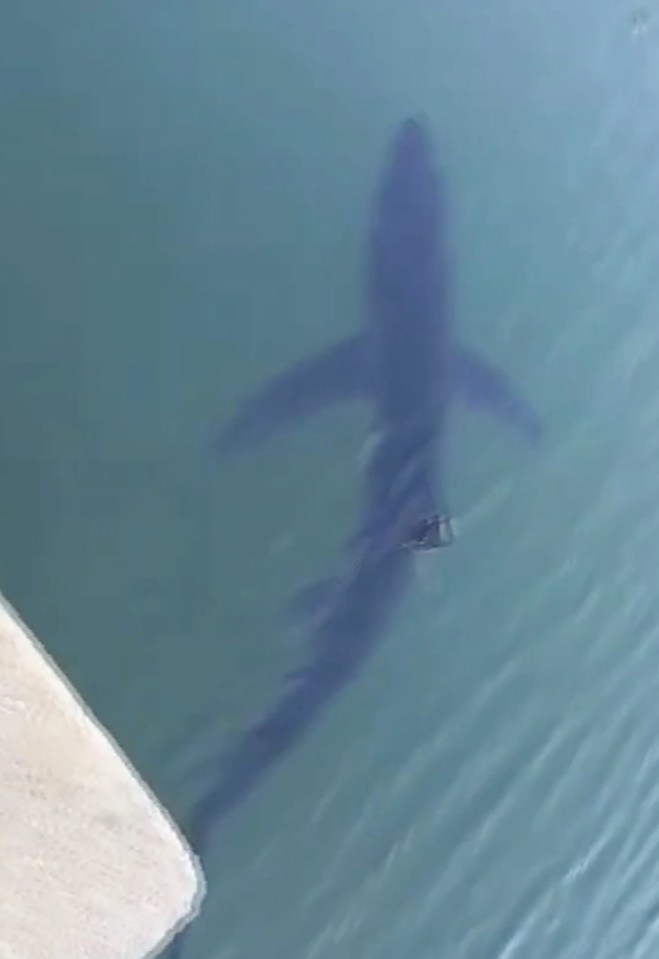 Footage showed a shark in the water at Ciutadella Port in Menorca