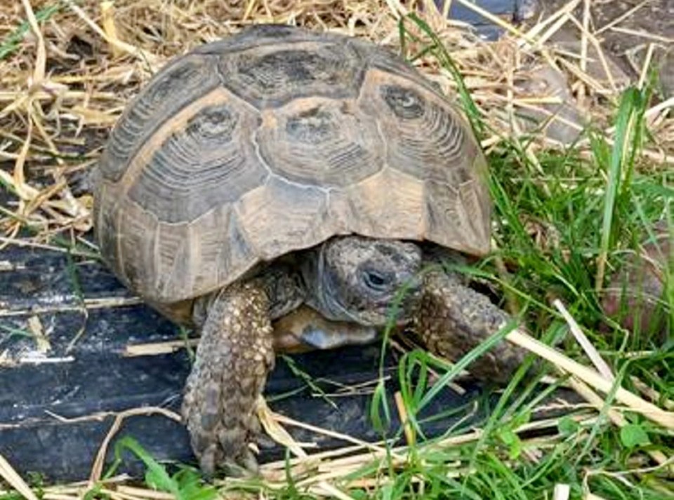 Runaway tortoise Jemima has been found after going missing for more than two years