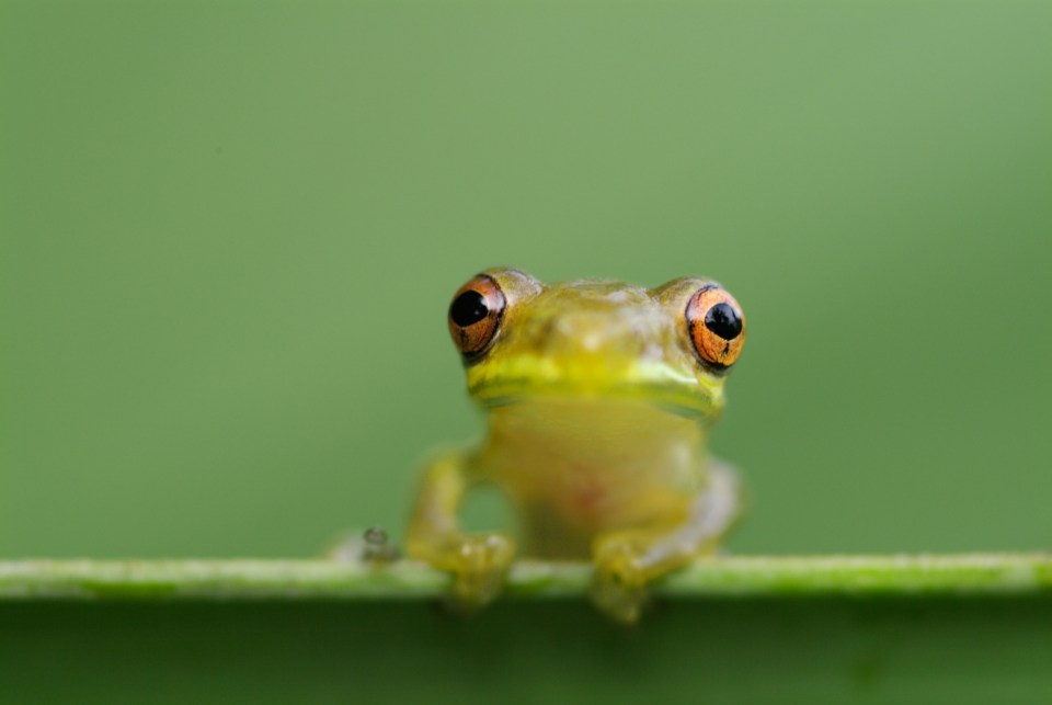 Nature lovers can jump into cool waters via a treacherous rope swing while listening out for the Coqui frogs