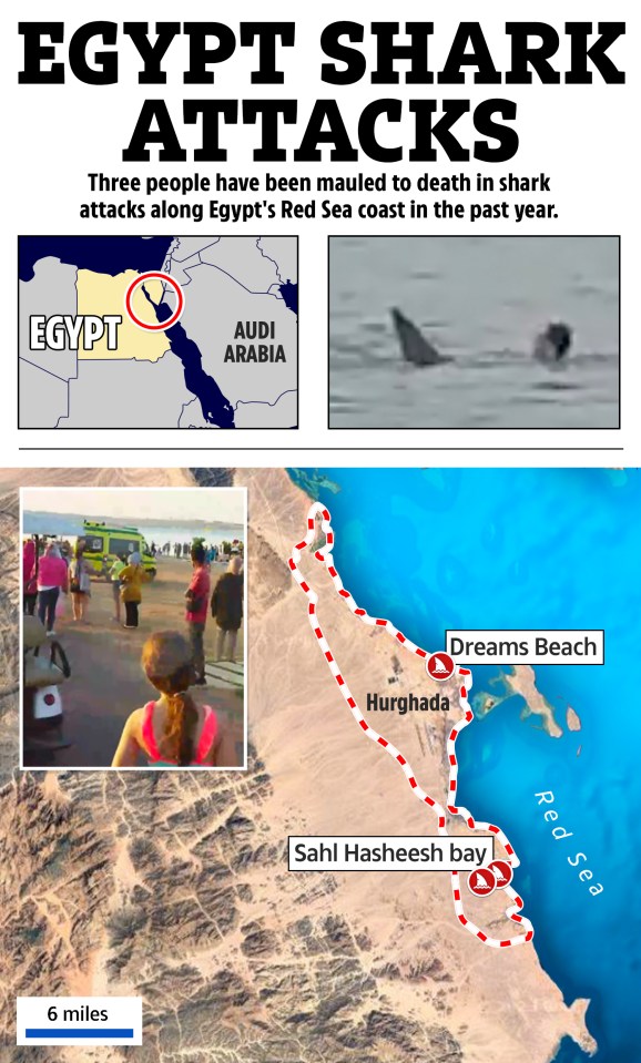 There have been three fatal shark attacks on the Red Sea coast over the past year