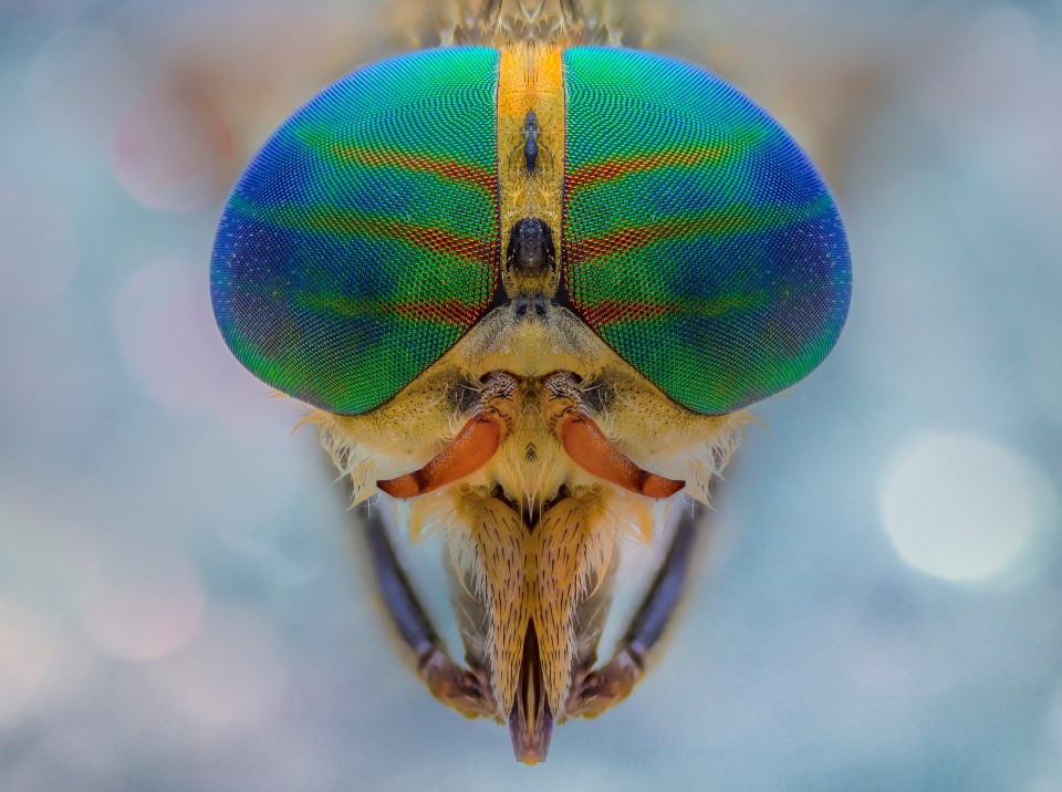 "Dracula" vampire horseflies pose a dangerous new threat to Brits this summer