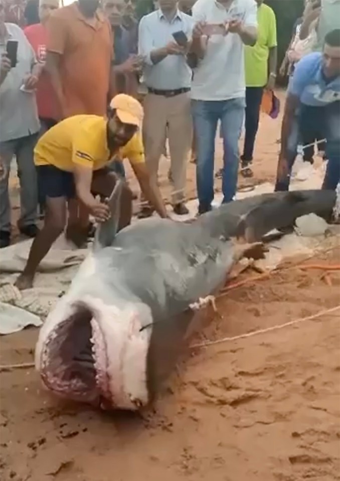 The tiger shark responsible for the killing was brutally clubbed to death by men on the beach