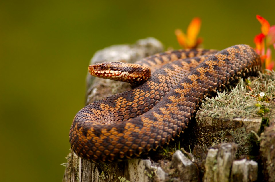 Brits are being warned to watch their step after a woman was left fighting for her life following a snake bite