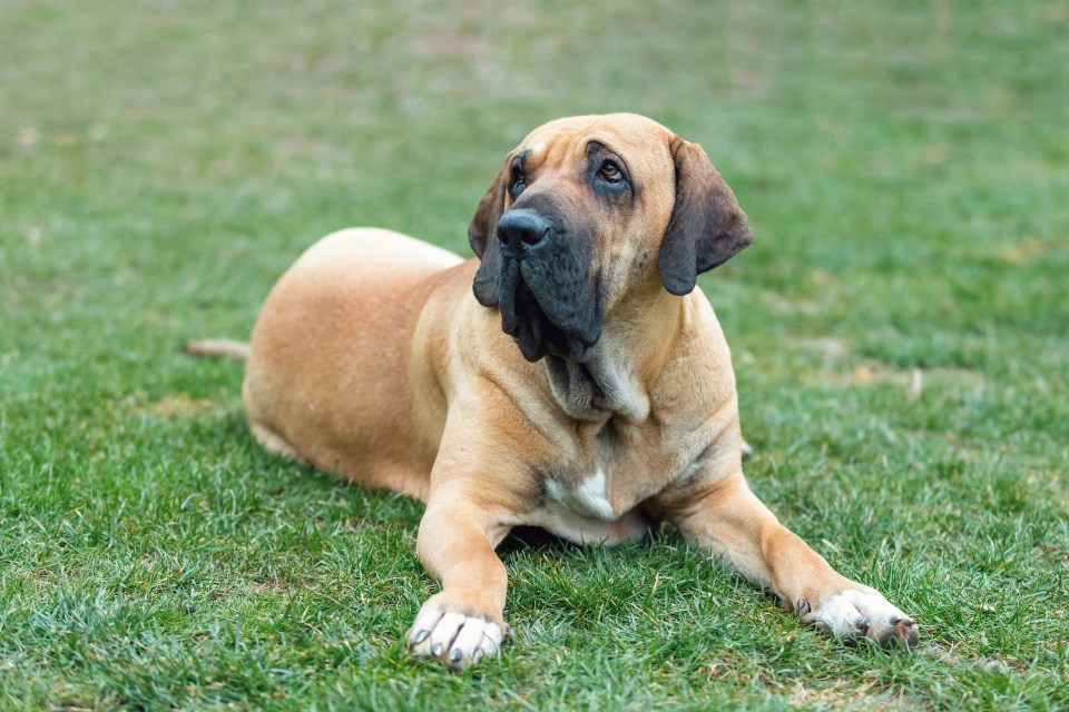 The Fila Brasileiro is also known to have aggressive tendencies