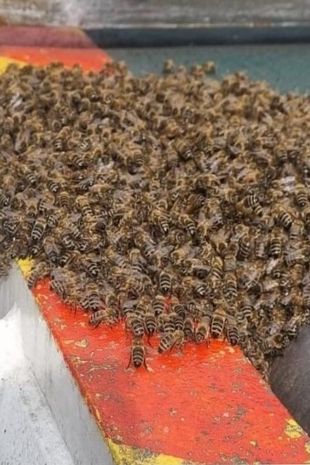 A swarm of bees found at Birmingham Airport