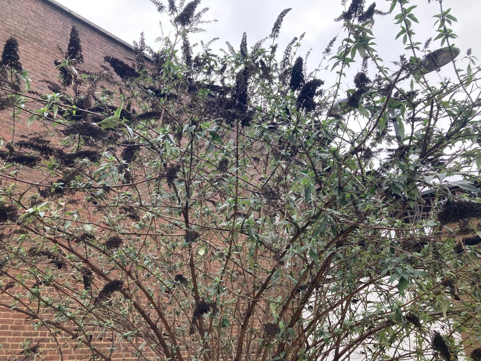 a tree with lots of leaves and flowers against a brick wall