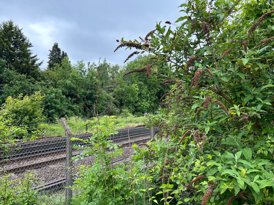 a fence surrounds a train track with trees in the background