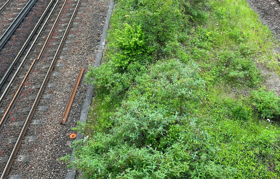 a few plants are growing on the side of a train track