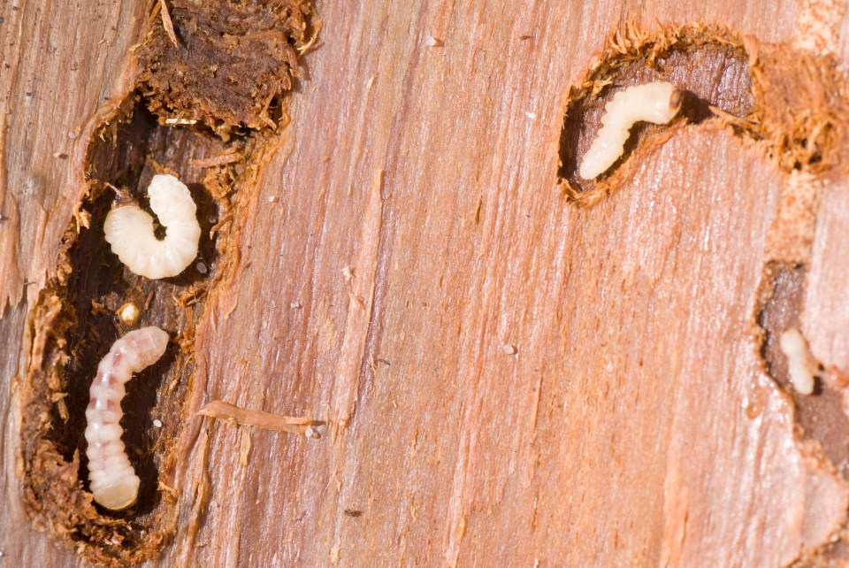 These gross critters are the larvae of woodboring beetles - pests that burrow into wood and wreak havoc to its structure over time