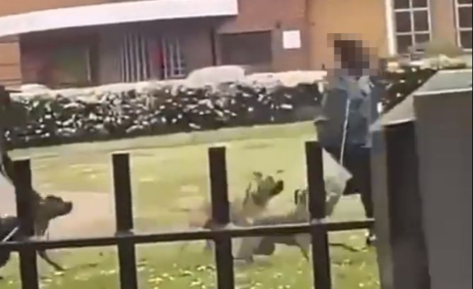 A woman was raced to hospital after being attacked by multiple hounds at a London park yesterday