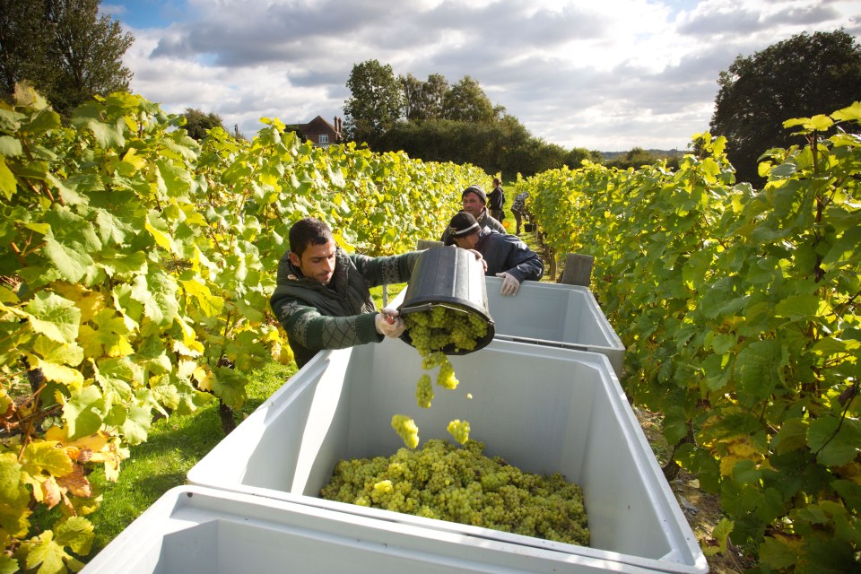 Wine is one of the fastest growing agricultural sectors in Britain