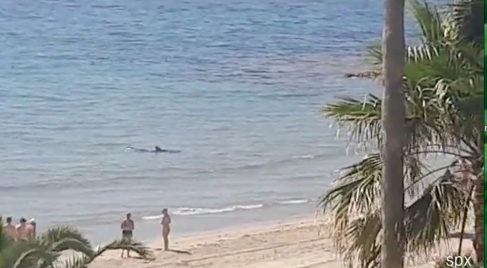 The shark sighting coincided with the start of the lifeguard service at the beach