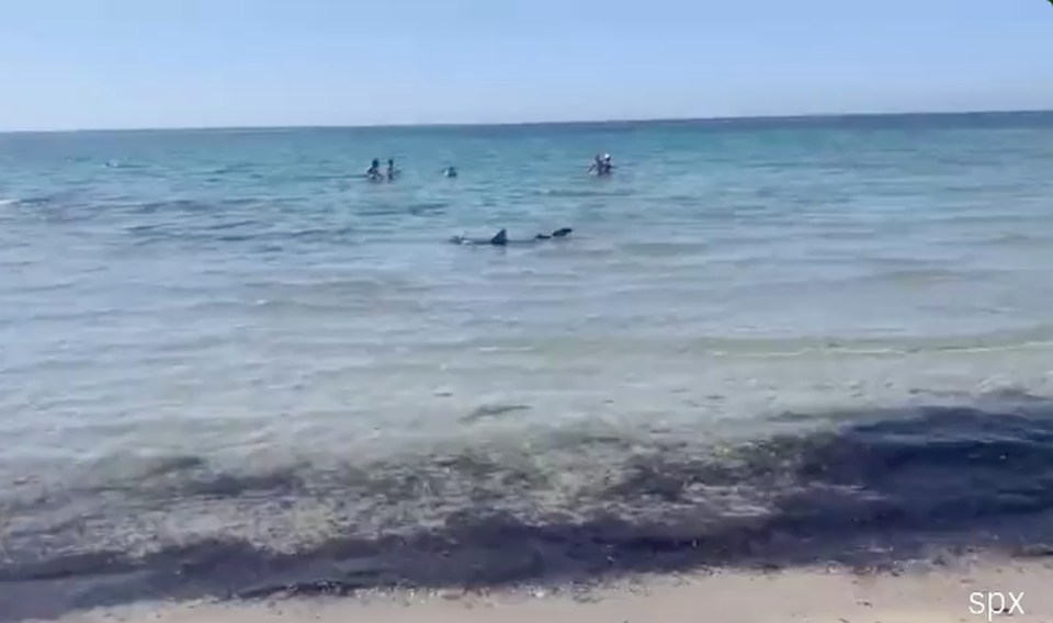 Initial reports pointed to it being a tintorera or blue shark about seven-foot long