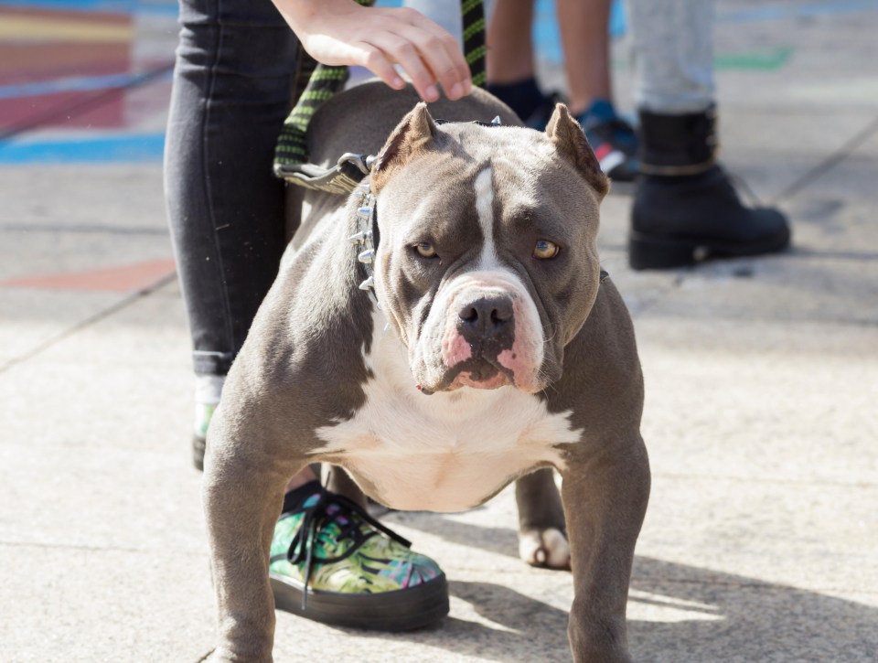 Pit bulls have been bred over the years for ‘blood sport’ and are now banned in the UK