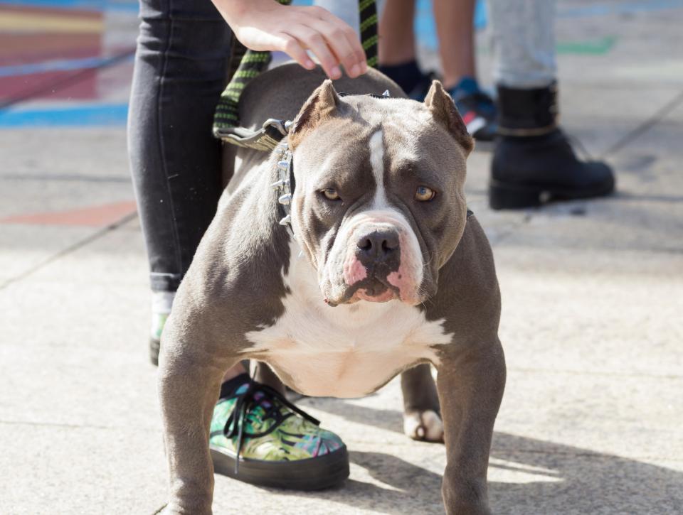 Pit bulls have been bred over the years for 'blood sport' and are now banned in the UK