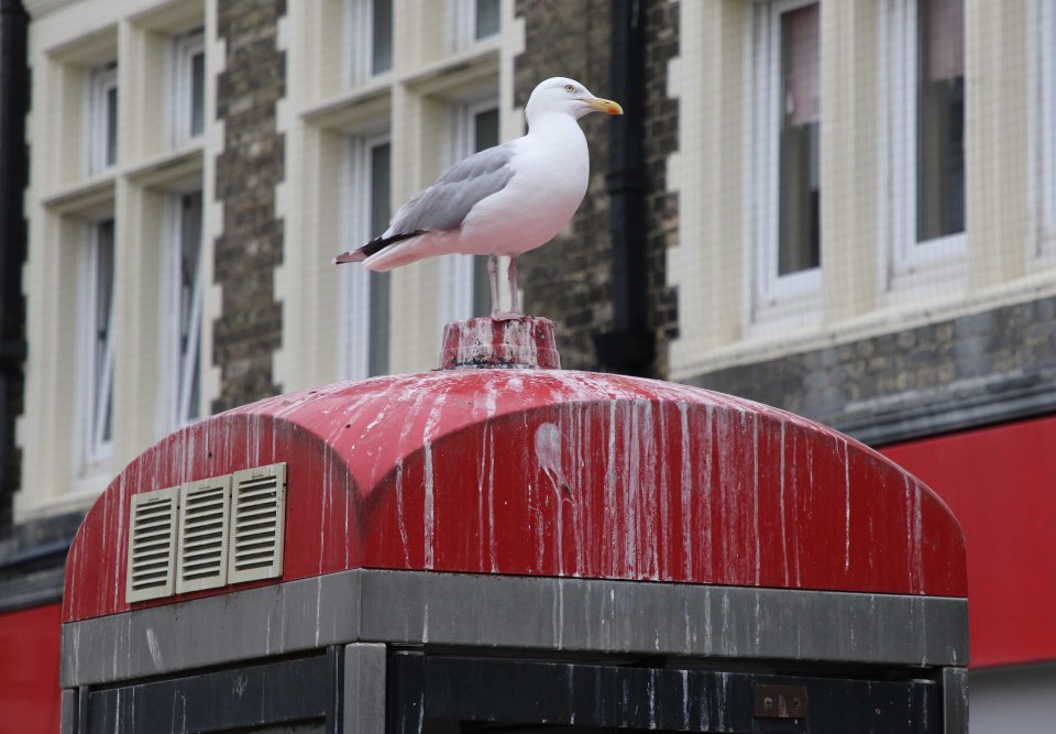 There's a strong seagull population in the area