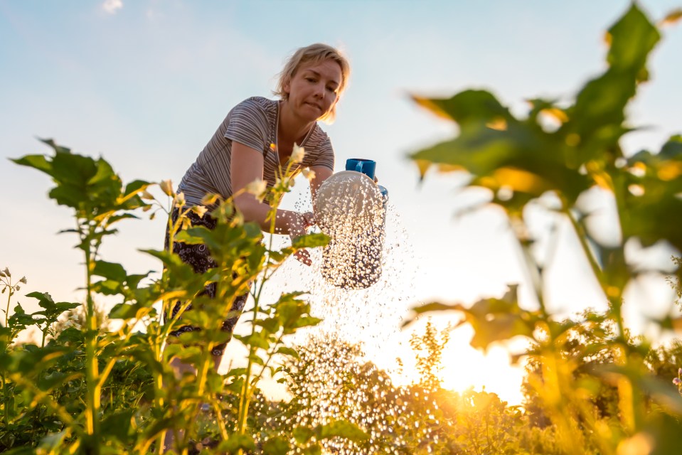 This watering mistake could be fatal for your plants