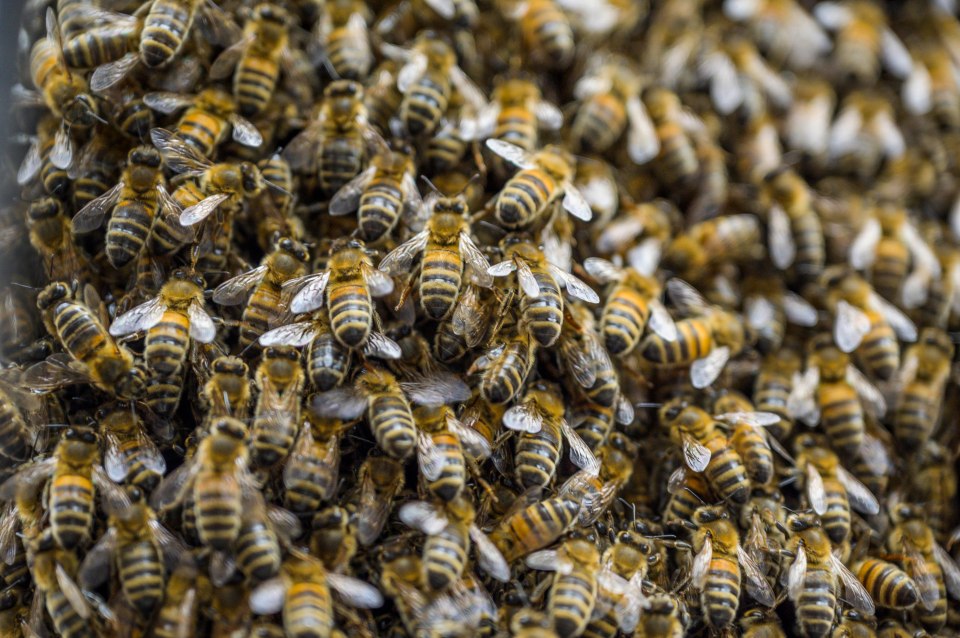 Up to 5,000 bees may gather at a time