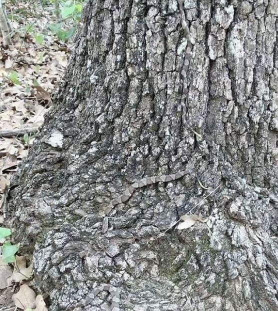 Can you spot all three deadly Copperhead snakes lurking in this picture?