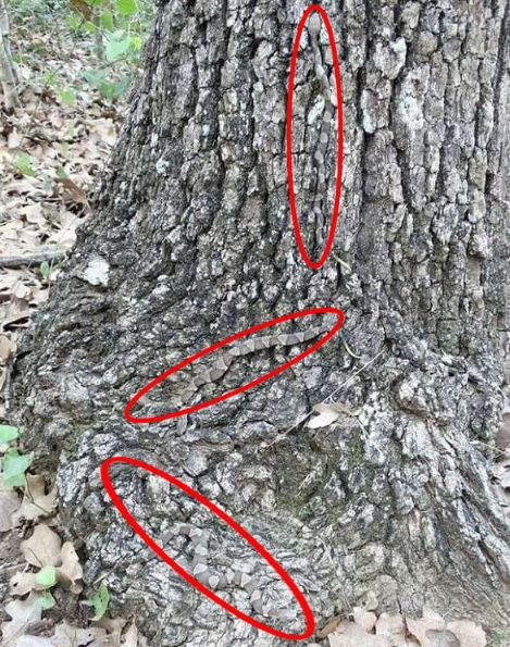 If you focussed on the middle and bottom of the bark - you would have spotted the snakes in no time