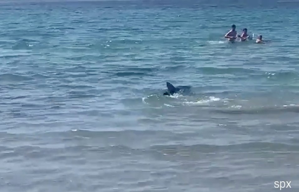 Another shark sparked panic one day earlier at Aguamarina Beach in Orihuela Costa